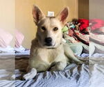 Small #3 German Shepherd Dog