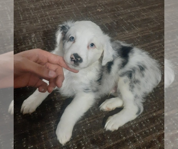 Medium Photo #1 Australian Shepherd Puppy For Sale in ROCKBRIDGE, OH, USA