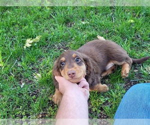 Dachshund Puppy for Sale in MISHAWAKA, Indiana USA