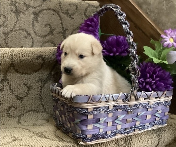Medium Photo #7 Goberian Puppy For Sale in LOYAL, WI, USA