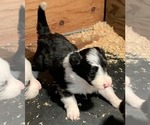 Small Photo #3 Border Collie Puppy For Sale in WHITE SALMON, WA, USA