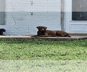 American Staffordshire Terrier-Unknown Mix Dogs for adoption in San Antonio, TX, USA