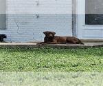 Small American Staffordshire Terrier Mix