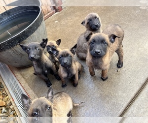 Belgian Malinois Puppy for sale in STOCKTON, CA, USA