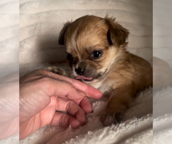 Medium Photo #14 Chihuahua Puppy For Sale in ADAMSVILLE, TN, USA