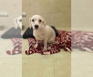 Poodle (Miniature)-Unknown Mix Dogs for adoption in Osgood, IN, USA