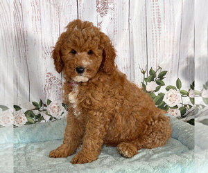 Goldendoodle Puppy for sale in PENNS CREEK, PA, USA