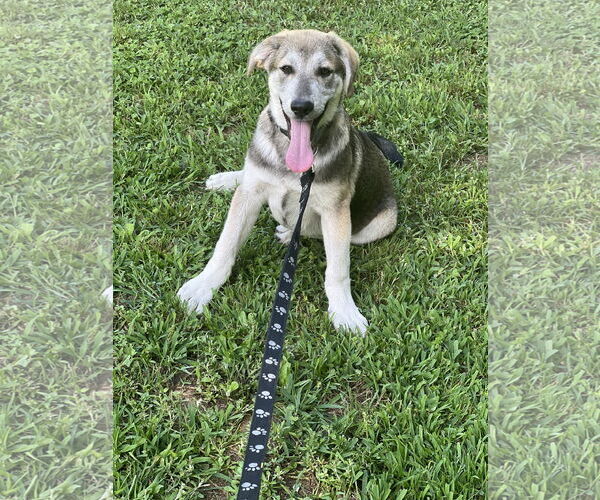 Medium Photo #8 Huskies -Unknown Mix Puppy For Sale in Crossville, AL, USA