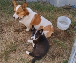 Small Photo #50 Border Collie-Pembroke Welsh Corgi Mix Puppy For Sale in CHILOQUIN, OR, USA