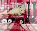 Puppy 4 Siberian Husky