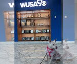 Small Photo #6 American Pit Bull Terrier Puppy For Sale in Rockville, MD, USA