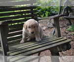 Small Photo #25 Golden Retriever Puppy For Sale in GREENWOOD, WI, USA