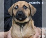 Small #2 Retriever  Mix