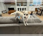 Small #3 Chihuahua Mix