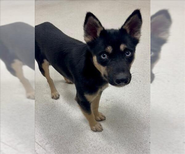 Medium Photo #2 Siberian Husky-Unknown Mix Puppy For Sale in Conroe, TX, USA