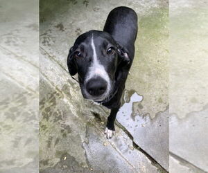 Mutt Dogs for adoption in Elmsford, NY, USA