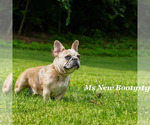 Small Photo #8 French Bulldog Puppy For Sale in LINDENWALD, OH, USA