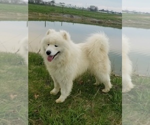 Father of the Samoyed puppies born on 12/15/2023