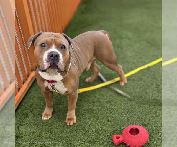 Medium Photo #2 Mutt Puppy For Sale in Las Vegas, NV, USA