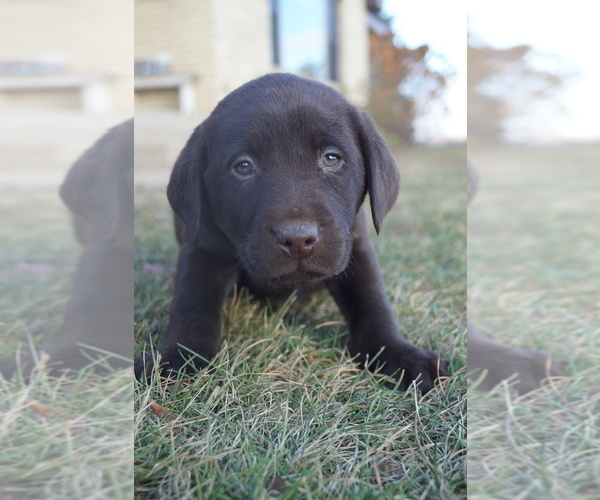 Medium Photo #1 Labrador Retriever Puppy For Sale in SOUTH WAYNE, WI, USA