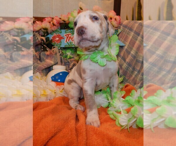Medium Photo #38 Great Dane Puppy For Sale in SPRAGGS, PA, USA