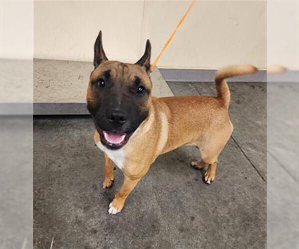 Medium Photo #1 Bull Terrier-Unknown Mix Puppy For Sale in Orange, CA, USA