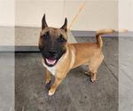 Small Bull Terrier Mix