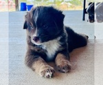 Small #6 Miniature Australian Shepherd