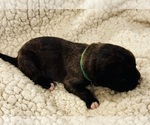 Puppy Green Collar Boxer