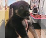 Small Photo #9 German Shepherd Dog Puppy For Sale in HIDDENITE, NC, USA