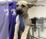 Small Labrador Retriever