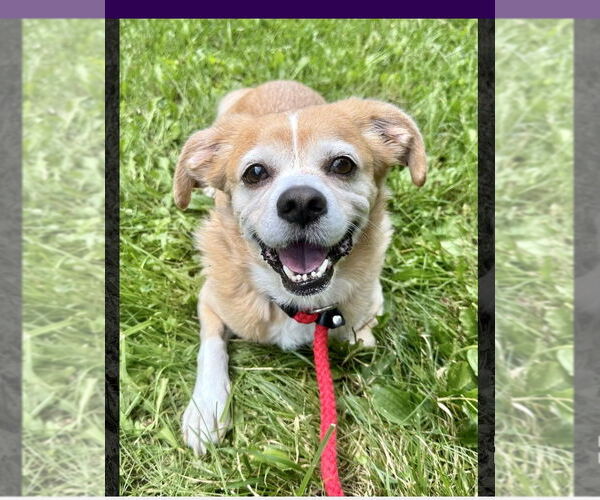Medium Photo #1 Pug-Unknown Mix Puppy For Sale in Pittsburgh, PA, USA