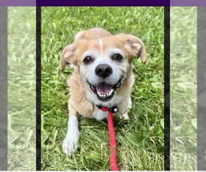 Pug-Unknown Mix Dogs for adoption in Pittsburgh, PA, USA