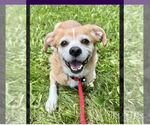 Small Pug Mix