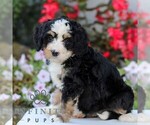 Small #2 Bernedoodle (Miniature)