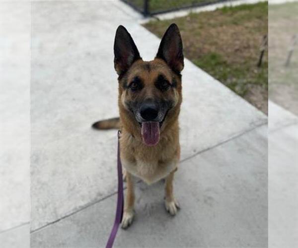 Medium Photo #1 German Shepherd Dog Puppy For Sale in Palmetto, FL, USA