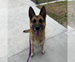 German Shepherd Dog Dogs for adoption in Palmetto, FL, USA