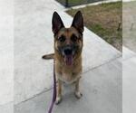 Small German Shepherd Dog