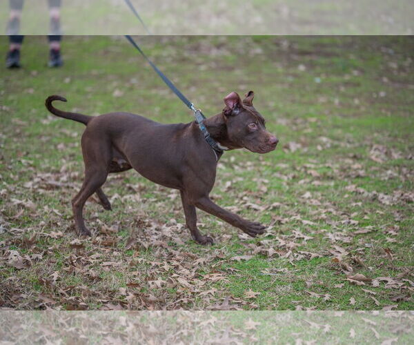Medium Photo #6 Labrador Retriever-Unknown Mix Puppy For Sale in Munford, TN, USA