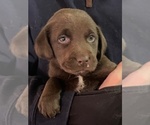 Small #17 Labrador Retriever