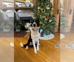 Small Border Collie Mix