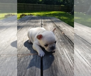 French Bulldog Puppy for sale in SPRING, TX, USA