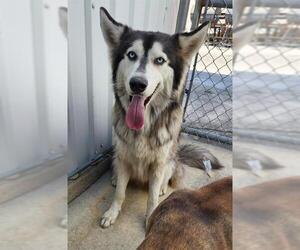 Siberian Husky-Unknown Mix Dogs for adoption in San Antonio, TX, USA