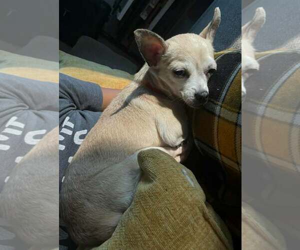 Medium Photo #2 Chihuahua Puppy For Sale in Spring Lake, NC, USA