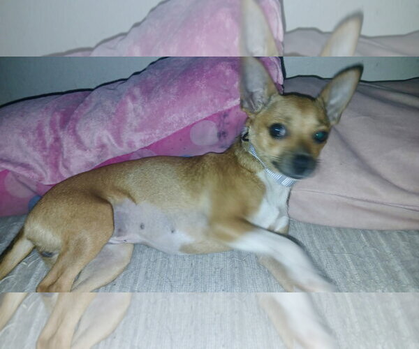 Medium Photo #2 Chihuahua Puppy For Sale in Mesa, AZ, USA