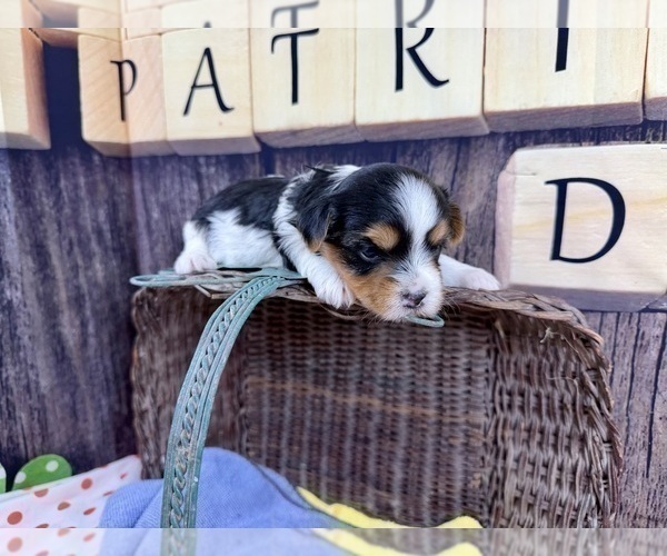 Medium Photo #9 Morkie Puppy For Sale in CASSVILLE, MO, USA