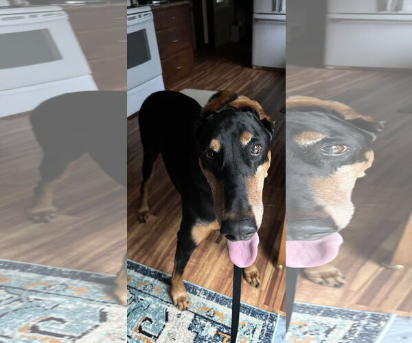 Medium Photo #10 Doberman Pinscher Puppy For Sale in Buffalo, MN, USA
