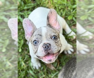 French Bulldog Puppy for Sale in SAINT JOHNS, Florida USA