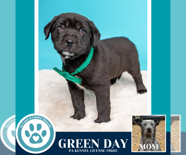 Medium Photo #5 Mutt Puppy For Sale in Kimberton, PA, USA