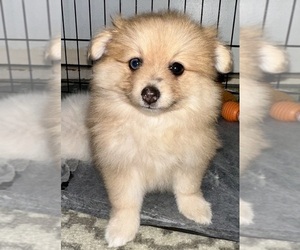 Pomeranian Puppy for sale in CHULA VISTA, CA, USA